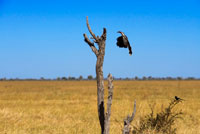 Una bella au Hornbill s'intenta posar prop del Savute Elephant Camp d'Orient Express a Botswna , al Parc Nacional de Chobe . Hornbills ( Bucerotidae ) són una família d'aus es troba a les zones tropicals i subtropicals d'Àfrica, Àsia i Melanèsia . Es caracteritzen per un llarg bec , baix- corbada que s'acoloreix amb freqüència brillantment i té de vegades un casc a la mandíbula superior . Tant l'anglès comú i el nom científic de la família es refereixen a la forma de la factura " , Buceros " ser "banya de vaca" en grec . A més , posseeixen un ronyó de dos lòbuls . Cálaos són les úniques aus en el qual les dues primeres vèrtebres del coll (l'eix i l'atles ) es fusionen junts, el que probablement proporciona una plataforma més estable per portar a la factura [ 1 ] La família és omnívor , alimentant-se de fruites i animals petits .. Són criadors monògames que nien en cavitats naturals en els arbres i en ocasions penya-segats . Un nombre d'espècies de calau es troben amenaçades d'extinció , majoritàriament espècies insulars amb petits intervals