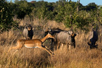 Una gasela de Grant salta sota l'atenta mirada de diversos nyus prop del campament Savute Elephant Camp d'Orient Express a Botswna , al Parc Nacional de Chobe . La gasela de Thomson ( Eudorcas thomsonii ) és una espècie de mamífer bòvid pertanyent al gènere Eudorcas.2 És un dels més àgils i elegants antílops , formant grans ramats que viuen a prop d'alguna font aigua en prats d'Àfrica septentrional . El seu nom es deu a l'explorador escocès del segle XIX anomenat Joseph Thomson És el tipus de gasela més comú i un dels principals pilars del suport de depredadors com el cocodril , lleó , lleopard i el guepard . El seu número és aproximadament de 500,000 exemplars . Té el dors de color marró daurat i les parts inferiors blanques amb una franja negra molt distintiva que recorre el costat, sent la seva principal diferència amb la Gasela de Grant d'aspecte molt similar , a més aquestes bandes fosques li serveixen per desdibuixar el seu contorn . D'aquesta manera se li fa més difícil al depredador descobrir de lluny . Tant els mascles com les femelles tenen banyes corbades lleument cap a enrere , amb protuberàncies a manera d'anells . Pesa al voltant de 20 kg o 30 kg i mesura de 60 a 65 cm a l'altura de la creu . Són a l'Àfrica el 2n animal més veloç després del guepard ja que arriba als 80 km / h . La seva longevitat és de 10 a 15 anys . La Gasela de Thomson viu en les pastures dels llençols a Tanzània i Kenya , i en zones de matoll és més seques de Sudan . Això gregària i vagabunda en ramats de fins a 200 animals