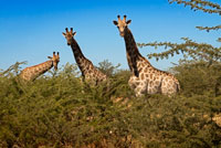 During the game we are quite safari giraffes groups near Camp Savute Elephant Camp by Orient Express in Botswna , in the Chobe National Park . The giraffe is an animal unmistakable , rangy body covered in stains is unusual, and most people enjoy watching it . In fact they are one of the most popular animals in zoos worldwide . It is also the highest, but that does not stop it from becoming prey to a variety of meat eaters. They are very quiet and feed on plants from their natural habitat . At the top of the trees found most of the food we consume . This means that food availability have more than other animals. They are sociable . Females tend to be very good in their herds. Young males are very competitive , because the power depends on the right to mate with females . You can spend a very long time before they are strong enough to be able to mate , why they have been seen engaging in sexual behavior with other males. Each giraffe is unique in the world , have their own pattern of spots , which serves the researchers to identify both in the wild and in captivity . These spots vary in size, shape and even color. The males are darker and has no hair on top of his horns