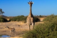 Several giraffes drinking water at a waterhole near the camp Savute Elephant Camp by Orient Express in Botswna , in the Chobe National Park . The giraffe is one of the two living species of Giraffe family , along with the okapi. The family was very broad, with many species . The giraffes evolve ramoneador a large mammal , about three meters and looking antelope that lived in Europe and Asia makes between 30 and 50 million years . The oldest known jiráfido is Climacoceras , like deer , with horns like the giraffe. Emergence early Miocene . Examples include the genera late Palaeotragus and Samotherium , the middle Miocene . Both were of considerable height on the cross , had developed a simple and unbranched antler like modern giraffes , but still had relatively short neck . Comparison jiráfidos African Miocene : Palaeotragus ( the highest ) and Climacoceras ( the lowest ) . From the late Pliocene , the variety of jiráfidos fell sharply, to be only the two species referred to above. The genre of the modern giraffe evolved during the Pliocene , and includes other long-necked species , such as Giraffa jumae that survives today . Alan Turner proposes in his book Evolving Eden (2004 ) , that the ancestors of the giraffe would be dark with pale spots , and those spots went to have a way estellada before forming the lattice model found today . The modern species Giraffa camelopardalis appeared during the Pleistocene million years ago