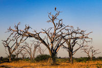 Autèntic paisatge de sabana prop del campament Savute Elephant Camp d'Orient Express a Botswna , al Parc Nacional de Chobe . A Botswana el clima varia depenent de la zona . El país té relativament poca elevació respecte al nivell del mar , gairebé sense accidents geogràfics importants i envoltat per zones molt més altes que afavoreixen l'estancament de les altes pressions , que al seu torn impedeixen l'entrada de vents humits . Encara que es troba sobre el tròpic de Capricorn , Botswana presenta grans variacions tèrmiques Les temperatures són altes a l'estiu tant pel dia com a la nit amb màximes de 40 º C i mínimes de fins a 28 º C. Al Kalahari , el termòmetre pot baixar al vespre més enllà dels 0 º C al juny i juliol , en els enclavaments més humits , acostuma a gebrar . Mentre que en els veïns Zimbabwe i Sud-àfrica l'estació de pluges es desenvolupa entre octubre i abril , a Botswana és molt estrany que comenci abans de finals de novembre , acabant al febrer. Quan anar . L'hivern austral ( de maig a agost ) és una bona època per visitar Botswana , ja que els dies solen ser afables i els animals salvatges mai s'allunyen de les fonts d'aigua . En qualsevol cas , s'ha de considerar que també coincideix amb les vacances escolars a Europa , Amèrica del Nord i Sud-àfrica , pel que pot haver molts visitants . En general , juny , principis de juliol i setembre són els mesos menys concorreguts . Aquesta temporada resulta poc propícia per recórrer les vies secundàries , gaudir de la contemplació de la vida salvatge o explorar el Okavango , ja que les pluges persistents poden inutilitzar les carreteres sorrenques i els animals es dispersen quan es troben amb aigua abundant . POBLACIÓ 1.780.000 habitants ( 2006 ) L'esperança de vida és de tan sols 33 anys . La mitjana de fills per dona és de 2.79 (una de les taxes més baixes d'Àfrica ) . Gairebé el 80% de la població aquesta alfabetitzada . Es calcula que el 37.3 % de la població està infectada amb el virus de HIV ( SIDA )