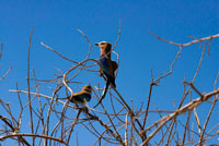 Un par de carracas de pecho azul (Lilac-breasted Rolle) de bonito plumaje se posan en un árbol cerca cercana al campamento Savute Elephant Camp de Orient Express en Botswna, en el Parque Nacional de Chobe. "Lilac Breasted Roller" y en España se le conoce por "Carraca Lila", espero que os guste lo mismo que a mi cuando lo vi, os cuento un poquito de el. Nombre: Lilac Breasted Roller. España: Carraca Lila Latín: Coracias caudata. Biometría: Largo: 36 cm Peso: 104 g  Apariencia: El tamaño medio de la Roller Lilac Breasted es de 14,5 pulgadas. La cabeza verde lavado es grande, el cuello es corto, las patas amarillas verdosas son más bien cortas y los pies son pequeños. El pico es fuerte, arqueados y con punta de gancho. La cola es estrecha y de longitud media. La espalda y los escapularios son marrones. El hombro de las bandas exteriores de las alas, las plumas de vuelo y las caderas son violeta. Las bases de las primarias y sus coberteras son de color azul verdoso pálido y las plumas exteriores de la cola son alargadas y negruzco. El mentón es sombra blanquecina, a los ricos lila de la mama. Las partes inferiores son de color azul verdoso. El pico es negro y los ojos son marrones. Tiene grandes alas y el vuelo fuerte. 