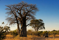 A 4x4 passes by several baobabs stationed along the road near the camp Savute Elephant Camp by Orient Express in Botswna , in the Chobe National Park . If we discover one of the world 's rarest trees , we can not take a look at Baobab or Adansonia . From Africa , not known for the beauty of its foliage and the showy and aroma of flowers and fruits , rather, lack of it , and therein lies its charm. With an almost prehistoric, but does not reach the size of a giant redwood , the truth is that your hand, anyone feel small . There are eight species of baobab , seven of which are found in Africa , six are endemic to Madagascar and one in Australia . It is one of the iconic trees of the African island , and as many plant species , its origin holds a legend. They baobab in Africa was one of the most beautiful trees of the continent, admired by all for their foliage and flowers. His vanity grew so much that the gods punished him , burying its branches and exposing their roots. Indeed , it seems an inverted tree with its branches spread in anarchic order , aims seek forgiveness from the gods. A very peculiar tree can reach a height of more than thirty meters and a width that reaches twelve feet in diameter. These dimensions vary depending on the species: Adansonia digitata , native to continental Africa , or randidieri adansonia , Madagascar, can measure more than 25 meters , while the variant of Australia , Adansonia gibbosa , rarely reaches ten meters and rubrostipa adansonia usually measured half