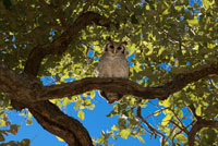 During the safari game is not uncommon to see birds of prey such as owls on branches near the camp baobabs Savute Elephant Camp by Orient Express in Botswna , in the Chobe National Park . Owls are well known to be very versatile birds in their habitat. They are able to live in a variety of places, and some of them can get to surprise you. The most common place to find owls are forested areas. They have a place that mark as their own territory , and where they can hide during the day from predators and access to a lot of different food sources because of the other creatures that live in the forest. Some species of owls are able to live in the rainforests , they do very well with moisture and rain . They are able to find good places to live and to protect them from their environment , however , these places are more predators which have to hide . Some people assume that only owls live in trees , however, take any opportunity they can to find shelter or claim any environment. For example , they can live in the trunks of trees and on the tops of the stables , others live in shrubs and bushes , in which you might never think to look . The owl is an animal very fast , your vision is unique and has very sharp claws , so hunting for food is not difficult . For the owl is very important to hunt their own food , the prey is something you hardly see in an owl.