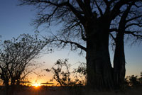 Diversos baobabs apostats al costat de la carretera propera al campament Savute Elephant Camp d'Orient Express a Botswna , al Parc Nacional de Chobe . El baobab africà és un arbre de tronc massiu , amb forma d'ampolla o irregular i ple de nusos . La seva altura pot oscil · lar entre els 5 i 30 m , i el diàmetre del tronc supera els 11 m . L'escorça és llisa i la fusta fibrosa amb poc contingut en aigua . Les fulles només brollen en l'època de les pluges , a l'estiu a l'hemisferi nord ia l'hivern a l'hemisferi sud . Les fulles de l'arbre adult són compostes , tenen de 5 a 11 folíols que sorgeixen del mateix pecíol en cercle i els vores són sencers en totes les espècies excepte en l'espècie rubrostipa , que els té dentats . Els arbres joves tenen les fulles simples i es van lobulando poc a poc . Les flors són hermafrodites , actinomorfes , d'uns 10 cm, amb pètals blancs . Totes les espècies donen fruits al final de l'estació seca o principis de la humida . El fruit és una baia seca o una gruixuda càpsula amb forma de meló allargat . Les llavors són nombroses , grans , amb forma de ronyó . Embolicant les llavors hi ha una polpa de color crema , la textura varia de terrosa a esponjosa segons l'espècie i l'edat del fruit . Les llavors viuen més de cinc anys