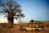 Uno de los vehículos 4x4 de Orient Express hace una alto en el camino al atardecer para tomar un te y contemplar la puesta de sol junto a un baobab. Cerca del campamento Savute Elephant Camp de Orient Express en Botswna, en el Parque Nacional de Chobe.  Diferentes especies de baobabs: Adansonia digitata: el baobab por excelencia. Crece en todas las zonas semiáridas del África continental, alcanza los 25 m de altura y 10 metros de diámetro. La copa es redondeada y tiene uno o varios troncos secundarios. Las hojas tienen de 5 a 7 foliolos. El fruto es globoso u ovoide. En el Sahel hay cuatro tipos de esta especie, el de corteza negra, el de corteza roja, el de corteza gris y el de hojas oscuras (dark leaves). Este último tiene las hojas más apreciadas como verdura, el gris es mejor por la fibra y los otros por los frutos. Adansonia grandidieri. Propio de Madagascar, es la especie más alta (25 m) y esbelta que las demás; acilindrado y liso. También es el árbol que tiene más usos y se ha explotado más. La corteza, de un tono gris rojizo, y que en el árbol adulto tiene de 10 a 15 cm de grosor, es tan fibrosa que no queda ningún árbol del que no se haya extraído a una altura de dos metros para hacer tejidos, ya que se regenera fácilmente. El fruto es globoso, dos veces más largo que ancho. La pulpa del fruto se come fresca y de la semilla se extrae un aceite para cocinar. En algunas zonas se alimenta a las cabras con estos frutos; las cabras digieren la pulpa y expulsan la semilla entera. La madera, esponjosa, es rica en agua y tiene anillos concéntricos que muestran los años de crecimiento. Según las leyendas, los árboles solitarios de esta especie albergan espíritus y no es raro encontrar ofrendas a los pies de los ejemplares más grandes. Adansonia gregorii (sin. A. gibbosa). Endemismo de Australia. Crece en afloramientos rocosos, lechos de ríos y llanuras inundables del noroeste de Australia. Raramente supera los diez metros de altura y la copa es irregular. Echa las hojas entre noviembre y marzo. Los australianos lo llaman árbol de la rata muerta o árbol botella. 