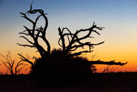 The last rays of sunshine leave us postal authentic sunsets near Camp Savute Elephant Camp by Orient Express in Botswna, in the Chobe National Park. AIR TRANSPORT: There are no direct flights from Spain to Botswana being the best combination that is via Johannesburg. The national airline is Air Botswana (BP) which only operates within Africa. While some African and British airlines offer international flights to Gaborone, is often cheaper approach the region flying to Harare (Zimbabwe), Windhoek (Namibia) and Johannesburg (South Africa) and travel by road to Botswana. Seretse Khama International Airport is located 15 km northwest of Gaborone. There is no regular bus from the airport but the President Hotel, Motel Oasis, the Gaborone Sun Hotel and Palma Hotel are Granes minibuses (combis). There are also taxis. In Kasane began operations in 1992, a major airport that Gaborone. In 1996 another was opened in Maun International Airport receives direct flights from Johannesburg, Windhoek and Gaborone. Domestic flights. The major areas of the country are connected through the air. There are airports in Francistown, Maun, Selebi-Phikwe, Ghanzi, Pont Drift, Kasane and Maun Jwaneny. There are two companies in Gaborone: Kalahari Air (PO Box 10102, Gaborone. Tel: 351 804), which offers trips to Namibia, South Africa, Lesotho, Swaziland, Zimbabwe and Zambia, and Okavango Air Services (PO Box 1966, Gaborone. Tel: 313 308). Air fares are expensive. SHIPPING: Botswana does not border and therefore lacks seaports. Nevertheless, a way to move the country from Zambia is using the Kazungula Ferry across the Zambezi River. RAIL TRANSPORT: There are good connections between South Africa and Botswana (from Johannesburg, Mafikeng and Ramatlhabama to Gabarone) Zimbabwe and Botswana (Gaborone to Plumtree, Bulawayo and Harare). From Gaborone to Bulawayo takes 20 hours, you should bring food and drink for the trip. Botswana has assisted in the construction of the Limpopo (Zimbabwe) to Mozambique, which will accelerate the availability of alternative routes to Botswana. Other plans include the extension of the network to Namibia. Inside the country, there are rail links between Ramatlhabama, Lobatse, Gaborone, Palapye and Francistown and continues to extend the rail network.