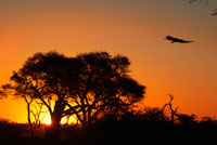 Puesta de sol cerca del campamento Savute Elephant Camp de Orient Express en Botswna, en el Parque Nacional de Chobe. BREVE DESCRIPCIÓN HISTÓRICA DE BOTSWANA: Se cree que el pueblo san (bosquimanos) habitaba Botswana hace treinta mil años siendo las Colinas de Tsodilo con sus más de 3.500 pinturas rupestres la mejor prueba de ello. Les siguieron los khoi-khoi (hotentotes), de cultura ganadera, y más tarde los bantúes, que emigraron desde las regiones noroeste y este de África entre los siglos I y II de nuestra era y se establecieron junto al río Chobe. Hasta el siglo XVIII los distintos grupos bantúes, como los tsuana, agrupados en pequeñas comunidades convivieron pacíficamente en el Kalahari. Las disputas propiciaban separaciones de mutuo acuerdo. Hacia 1800, las tierras de pasto a orillas del Kalahari estaban ocupadas por pastores y la separación pacífica dejó de ser una solución factible a las disensiones. Por otra parte, los europeos habían llegado a El Cabo y se expandían hacia el Norte. Tras la unión de las tribus zulúes en Suráfrica en 1818, los colonizadores agredieron los diseminados pueblos tsuana, potenciando su vulnerabilidad. Como respuesta, se reagruparon y su sociedad se estructuró de forma compleja: una monarquía hereditaria reglamentaba cada nación tsuana y los súbditos residían en poblaciones centralizadas y poblaciones satélite. El orden y la estructura de la sociedad tsuana impresionó a los misioneros cristianos, que se introdujeron a principios del siglo XIX. No lograron evangelizar a una gran mayoría, aunque consiguieron asesorarlos, a veces erróneamente, en sus tratos con los europeos. Entretanto, los boers iniciaban la gran migración (Gran Trek, 1834-1844) hacia el Vaal, atravesando el territorio tsuana y zulú e imponiendo las leyes occidentales. Muchos indígenas trabajaron en las granjas boer, pero la rebelión y la violencia propiciaron el fracaso de esta asociación laboral. En 1877 la animadversión había crecido de tal forma que los británicos intervinieron para anexionarse el Transvaal, desencadenando la primera guerra de los Boers. Tras la convención de Pretoria de 1881 la presión boer disminuyó, pero al año siguiente regresaron a las tierras tsuana, que volvieron a reclamar la protección británica. La intervención de Gran Bretaña conllevó a los pueblos indígenas a aceptar sus condiciones. Las tierras situadas al sur del río Molopo pasaron a denominarse Colonia de la Corona Británica de Bechuanalandia, mientras que el área situada al norte se convirtió en el Protectorado Británico de Bechuanalandia (la actual Botswana). Sin contar los años en los que Gran Bretaña cedió el control a la South Africa Company de Cecil Rhodes, dominó el país hasta 1966. El nacionalismo se había desarrollado ampliamente durante los años cincuenta y sesenta. Después de la matanza de Sharpeville en 1960, se formó el Partido del Pueblo de Bechuanalandia, cuyo objetivo se centraba en la independencia. En 1965 se celebraron elecciones generales, y Seretse Khama fue elegido presidente. 