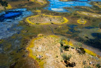 Vistes des de la avioneta Cesna entre l' campament Savute Elephant Camp d'Orient Express a Botswna , al Parc Nacional de Chobe i el campament campament Eagle Island Camp d'Orient Express , als afores de la Reserva d'Animals de Moremi , a Botswana . Mamífers : els cinc grans i els set magnífics Elefants al delta d'Okavango . Aquestes denominacions tendeixen a usar-se a l'Àfrica per definir als animals més atractius per al visitant . Les dues se superposen , i als big five que tot turista busca: el lleó , el lleopard , l'elefant , el rinoceront i el búfal , s'uneixen el guepard i el licaó , per donar lloc als set magnífics ( the magnificent seven ) que pocs poden veure en estat salvatge . Els lleons de l'Okavango són famosos per la seva grandària i fortalesa , i perquè es diu que són els únics lleons nedadors que existeixen, ja que es veuen obligats a fer-ho quan la crescuda estiuenca els deixa aïllats en illots que antílops i impales, les seves preses habituals , abandonen . A la Chief Island , al Parc Nacional de Moremi , existeix una petita població de lleons en disminució que s'alimenta exclusivament de búfals . Es calcula que una vintena de lleons assetgen i són assetjats per un miler de búfals que els planten cara . Aquests felins són extraordinàriament musculosos , doncs la caça del búfalo negre exigeix ??una fortalesa enorme . Diversos lleons , generalment lleones , ataquen a la rajada a la recerca de l'exemplar més feble , però quan aquest és atacat i jeu a terra , la resta del ramat es torna i amb les banyes i les potes ataquen al seu torn als seus caçadors . El resultat és una rajada de lleons en disminució . Els elefants són abundants en el Okavango . Els senyals del seu avanç són abundants per tot arreu : excrements , arbres descortezados o derrocats , sendes del pas de les rajades , que poden ser de més de cinquanta individus . És fàcil trobar-los en les ribes de les illes , on la vegetació és més abundant i no és estrany veure mascles solitaris en illots molt petits , ramoneando els arbres . Els elefants no tenen problemes per desplaçar-se per un sistema aquàtic de poca profunditat com és el delta . El lleopard , el príncep dels predadors , és un caçador solitari molt difícil d'observar , ja que viu en gairebé qualsevol hàbitat , caça de nit i s'amaga a dormir durant el dia en les branques dels arbres , en molts casos grans i d'espès fullatge que els oculten completament , excepte per a un observador avesat . Ja que no hi ha molts i estan localitzats , cal confiar en els guies locals per trobar-los.