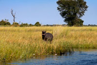 Un hipopòtam sobresurt entre els canyissars durant el safari aquàtic al campament Eagle Island Camp d'Orient Express, als afores de la Reserva d'Animals de Moremi, a Botswana. Encara que no és un animal estrictament nocturn, són actius durant la nit. Passen la major part del dia dormint o rebolcant-se en l'aigua o el fang al costat dels altres membres del seu grup. L'aigua els serveix per mantenir la temperatura del seu cos baixa i per impedir que la seva pell es ressequi. Excepte per menjar, la major part de les seves vides (seguici, lluites entre ells, part) produeixen a l'aigua. Deixen l'aigua al vespre i es desplacen terra endins, de vegades fins a vuit quilòmetres, per pasturar en zones d'herba curta, la seva font principal d'aliment, que extreuen sencera ajudant-se dels llavis. Passen de quatre a cinc hores pasturant i poden consumir prop de setanta quilograms d'herba cada nit (aproximadament un 5% del seu pes) .17 11 Com la majoria dels herbívors, consumiran un altre tipus de plantes si es dóna l'ocasió, però el seu dieta en estat silvestre consisteix gairebé completament en herba, amb un consum mínim de plantes acuáticas.18 Se'ls ha vist en algunes ocasions menjant carronya però molt rarament i sempre prop de l'aigua, i fins i tot hi ha informes de casos de canibalisme i depredación.19 La anatomia de l'estómac dels hipopòtams no és adequada per a una dieta carnívora, de manera que la ingesta de carn es deu probablement a comportaments aberrants o estrès nutricional. Encara que la seva dieta és sobretot a base d'herbes terrestres, atès que passen la major part del temps en l'aigua la major part de les seves defecacions es produeixen en l'aigua, creant dipòsits al · lòctons de matèria orgànica en els llits dels rius.