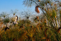 Entre els canyissars que creixen en l'aigua és possible veure una immensa varietat d'aus durant el safari aquàtic al campament Eagle Island Camp d'Orient Express, als afores de la Reserva d'Animals de Moremi, a Botswana. Amb una superfície de 3.900 km quadrats aproximadament, aquesta reserva es va crear en la dècada de 1960 per protegir la part més rica en fauna del delta de l'Okavango. El 2008, la fira de turisme de la prestigiosa Associació de Viatges i Turisme d'Àfrica del Sud, de Indaba, la va votar com "la millor reserva d'animals salvatges d'Àfrica". És la primera reserva d'Àfrica creada per residents locals. El poble Batawana de Ngamiland, liderat per la Sra Moremi, esposa del difunt cap Moremi III, preocupada per la ràpida extinció de la fauna salvatge a les seves terres, a causa, sobretot, a la caça indiscriminada, va prendre la sàvia decisió de proclamar Moremi com a Reserva el 1963, convertint-se així, en l'única zona oficialment Protegit del Delta de l'Okavango, adquirint una gran importància científica, mediambiental i de preservació i com a resultat, es classifica com una de les més belles reserves d'Àfrica, i fins possiblement del món sencer. La reserva té una doble personalitat, per una banda posseeix grans zones d'elevacions de terra enmig d'extensions pantanoses. Situada a la zona central i oriental de l'Okavango, inclou la Llengua de Moremi, que engloba la part nord-est de la Reserva, i Chief s Island, en ple Delta interior, vanant de ser una dels ecosistemes més diversos i rics del continent africà , donant com a resultat, una espectacular observació d'ocells, més de 400 espècies d'aus, algunes migratòries i altres en perill d'extinció, i observació d'animals, incloent totes les espècies carnívores i herbívores de la regió en el seu hàbitat natural