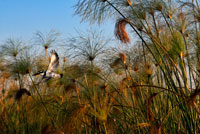 Among the reeds that grow in the water you can see a huge variety of birds during the Water Safari Camp Eagle Island Camp by Orient Express, outside the Moremi Game Reserve in Botswana. With an area of ??approximately 3,900 square km, this reserve was created in the 1960s to protect the most wildlife-rich Okavango Delta. In 2008, the tourism fair in the prestigious Association of Travel and Tourism South Africa, Indaba, was voted as "the best wildlife reserve in Africa." It is the first reserve in Africa created by local residents. The people of Ngamiland Batawana, led by Mrs. Moremi, wife of late Chief Moremi III, concerned about the rapid extinction of wildlife on their land, mainly due to over-hunting, made the wise decision to proclaim Moremi as reserve in 1963, making her the only officially protected area of ??the Okavango Delta, acquiring a great scientific, environmental and preservation and as a result, is classified as one of the most beautiful reserves in Africa, and even possibly the world. The reserve has a split personality, one side has large areas of land elevations amid extensive marshes. Located in the central and eastern Okavango, Moremi includes language that encompasses the northeastern part of the Reserve, and Chief's Island, in the inner Delta, claiming to be one of the most diverse and rich ecosystems of Africa , resulting in a spectacular bird watching, over 400 species of birds, some migratory and other endangered species, and animal watching, including all carnivorous and herbivorous species in the region in their natural habitat.