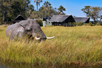 Un elefant ronda en els voltants del campament Eagle Island Camp d'Orient Express, als afores de la Reserva d'Animals de Moremi, a Botswana. Situat al Delta Central d'Okavango, Eagle Island Camp és un campament construït sobre l'aigua, amb botigues i teulades de palla, en una de les illes de la Llacuna Xaxaba. Xaxaba significa literalment "illa d'arbres alts". El campament és un agradable refugi protegit del sol africà, gràcies a l'ombra proporcionada per una volta d'arbres autòctons. Es troba en un dels llocs més verges i naturals del delta, una regió amb gran varietat de canals i amplis aiguamolls. La vida animal i d'aus d'aquesta regió és molt abundant, podent observar-se a les espècies a bord d'mekoros (piragües tradicionals), barques motoritzades, creuers de 14 seients al vespre i un helicòpter Bell Jet Ranger (de pagament). Per als exploradors més intrèpids i amb ànsies de seguir rastres i sorolls en els arbustos, el campament posa a la seva disposició passejades guiades. A més, les magnífiques postes de sol poden gaudir-se a cobert de les pluges-des del Fish Eagle Bar o des de la plataforma elevada amb vista sobre la llacuna. Les terres humides d'Okavango són un tresor per gaudir de les seves meravelles animals i naturals. Els albiraments i sons canvien segons l'estació i fins i tot amb les hores. L'experiència és única. No gaire lluny del campament pots obrir-te pas en els canals creats per hipopòtams i fins a seguir les seves petjades a través d'espessos camps de joncs. Quan el sol s'eleva, el so de les petites granotes a les basses arriba al final després del 'concert nocturn'. El fabulós plomatge brillant d'un blauet crida l'atenció. Està tirant dards sobre el pantà, esmorzant sobre un peix que es retorça sobre si mateix. Ara series l'enveja de qualsevol ornitòleg, flotant com estàs en un cel de plomes