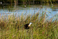 During the safari Water Camp Eagle Island Camp Orient Express , on the outskirts of the Moremi Game Reserve in Botswana , we find an interesting variety of birds. Moremi covers an area of ??4,871 km2 , the eastern part of the Okavango Delta . Basically described as one of the most beautiful wildlife reserves , combining mopane forests and acacia trees , flood plains and lagoons. Moremi is highly regarded by the great variety of flora and wildlife. Birdlife is prolific and varied, ranging from water birds to shy forest dwellers . There are several species of ducks and geese an interesting variety of herons . There are numerous elephants especially during the dry season , as well as other species of animals ranging from buffaloes , giraffes , lions , leopards , cheetahs , wild dogs, hyenas , jackals and all kinds of antelope , large and small , including the red lechwe . The amount of wild dogs is declining everywhere , however you can see regularly in Moremi and are the subject of a project carried out in the area since 1989