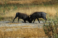 Un parell de Warthogs es baralla mentre realitzem el safari a peu realitzat en els voltants del campament Eagle Island Camp d'Orient Express, als afores de la Reserva d'Animals de Moremi, a Botswana. Comportament social i reproducció d'aquests Warthogs. Aquesta espècie de senglars no són territorials, sinó que ocupen una àrea d'acció. Senglars viuen en grups anomenats sirenes. Les femelles viuen en sirenes amb les seves cries i amb altres femelles. Les femelles tendeixen a quedar-se a grups natals, mentre que els homes se'n van, però es queden dins l'àmbit de la llar. Mascles subadults s'associen en grups de solters, però deixen en pau quan es converteixen en adults. Els mascles adults només unir-se a les sirenes que tenen femelles en zel. Warthogs tenen dues glàndules facials - la glàndula ullal i la glàndula sebàcia. Senglars de tots dos sexes comencen a marcar voltant de sis a set mesos d'edat. Els homes tendeixen a marcar més que les dones. Els llocs que s'assenyalen són per dormir i zones d'alimentació i deus. Warthogs utilitzen ullal marcat per al festeig, els comportaments antagònics, i establir l'estat. Senglars són reproductors estacionals. Rutting comença al final de l'estació seca o plujosa primerenca i part comença prop del començament de la següent temporada de pluges. El sistema d'aparellament es descriu com "superposar la promiscuïtat": els mascles tenen rangs es superposen diverses femella s'estén, i el comportament diari de la femella és impredictible. Verros servir dues estratègies d'aparellament durant el zel. Amb la "tàctica de quedar-se", un senglar es mantindrà i defensar certes dones o un recurs valuós per a ells. En els "itinerants" tàctica senglars buscar les truges en zel i competir per ells