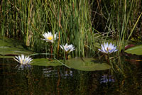 Les flors i els petits nenúfars són una constant en el safari aquàtic efectuat des del campament Eagle Island Camp d'Orient Express, als afores de la Reserva d'Animals de Moremi, a Botswana. El Delta de l'Okavango. És un dels llocs més fascinants i desconcertants del continent negre, on l'aigua es troba amb les sorres del desert del Kalahari formant un petit univers de vida salvatge únic i extraordinari. Aquest és un lloc molt bo, igual que la propera Serongo, per començar a conèixer el delta transportat en una mokoro, les petites piragües construïdes tradicionalment a partir d'un tronc d'arbre. Un barquer situat a la part posterior ens empeny fàcilment amb una perxa d'entre quatre i cinc metres a través de canals amples. El delta comença a obrir-se allà i les milers de ramificacions que pren encara no s'aprecien tan bé com en l'altre famós lloc: Maun, situat a l'extrem sud-oest del delta. Autoanomenat com "la porta del delta de l'Okavango", Maun és un dels llocs més turístics del país. Però això, a Botswana, és gairebé fins bo: molta oferta, molts campaments diferents per allotjar-se, bancs i restaurants decents, moltes activitats ... La concentració de turistes és tan escassa i els hotels estan tan separats uns d'altres al llarg del riu que de vegades costa creure que estiguem en un lloc realment turístic, més encara si ho comparem amb la costa d'Espanya. Aquest és un gran punt de partida per fer una excursió de dos o tres dies a la piragua. Cadascuna admet un màxim de dues persones i el remer, que fa de guia. Una cooperativa és la que gestiona tots els viatges en mokoro, establint rotacions entre els remers per beneficiar a tota la comunitat. Les tarifes són estàndard per dia, una part de les quals va a un fons comú per a millores a la comunitat. La idea és que el benefici es reparteixi equitativament. Des Maun, ens transporten en una barca a motor per un dels rierols fins Bor, el punt de partida. A partir d'aquí entrem en el regne de l'aigua, del silenci, de la càmera lenta. Asseguts al terra de la barca, avancem per llengües de manses aigües, gairebé quietes, totalment transparents però amb una coloració vermellosa