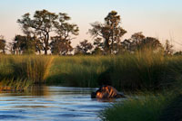 Cal tenir molta cura amb els hipopòtams durant els safari aquàtics efectuat des del campament Eagle Island Camp d'Orient Express, als afores de la Reserva d'Animals de Moremi, a Botswana. El hipopòtam comú és el tercer animal terrestre més gran del món en l'actualitat (després dels elefants i el rinoceront blanc). Poden viure en l'aigua o desplaçar-se per terra, i la seva densitat relativa els permet enfonsar i caminar o córrer sota l'aigua pel fons dels rius. Estan considerats com megafauna actual, però a diferència de la resta de la megafauna africana, s'han adaptat a una vida semiaquàtica en rius i llacs d'aigua dolça. Causa de la seva gran grandària, els hipopòtams són difícils de pesar en la naturalesa i la major part de les estimacions del seu pes en estat silvestre provenen d'operacions realitzades en els anys 1960. El pes mitjà per als mascles adults oscil · la entre 1500 i 1800 kg. Les femelles són més petites que els mascles, amb uns pesos mitjans d'entre 1300 i 1500 kg.9 Els mascles més vells arriben a pesos molt més grans, aconseguint almenys 3200 kg i en ocasions fins a 4500 kg. Els mascles sembla que creixen durant tota la seva vida, mentre que les femelles arriben el seu pes màxim al voltant dels vint anys d'edat. Mesuren entre 3,3 i 5,2 metres de llarg inclosa la cua, d'uns 56 cm, i aproximadament 1,5 m d'altura fins a les espatlles. El rang de mesures del hipopòtam comú se superposa amb les del rinoceront blanc, la utilització de mètriques diferents fa que resulti difícil establir quin d'aquests dos animals és el major animal terrestre després dels elefants. Tot i ser uns animals d'aspecte rabassut, amb el seu gran tors en forma de barril, en terra poden córrer més ràpid que un ésser humà. Les estimacions de la seva velocitat en cursa varien de 30, 40, o fins a 50 km / h; només pot mantenir aquestes altes velocitats en distàncies curtes. La seva boca és enorme i les seves mandíbules poden obrir-se en un angle de 150 graus, el coll és curt i robust i el cos allargat i enormement gros, amb el dors més elevat en la gropa que a la creu i enfonsat a la part central, el ventre, ampli i arrodonit, és penjant i arriba a fregar el terra quan l'animal camina per un terreny pantanós. Els ulls, les orelles i les fosses nasals estan situats a la part superior del cap, el que els permet romandre a l'aigua amb la major part del cos submergit en l'aigua i el fang dels rius tropicals per mantenir fresc i evitar les cremades solars. Té unes potes curtes amb quatre dits ben desenvolupats en cadascuna amb terminacions en peülla i la seva estructura esquelètica és graviportal, adaptada per sostenir el gran pes d'aquests animals. Com altres mamífers aquàtics, l'hipopòtam té molt poc pèl