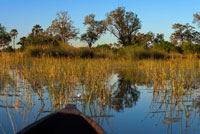 Paisatge fotografiat des d'una embarcació mokoro durant el safari aquàtic efectuat en canoes trucades mokoro partint des del campament Eagle Island Camp d'Orient Express, als afores de la Reserva d'Animals de Moremi, a Botswana. Abans de començar, unes mesures de seguretat en cas d'una trobada no desitjat amb hipopòtams, búfals, lleons ... El nostre guia local James a què seguíem en fila d'un, parava a explicar cada petjada, cada os, cada excrement i cada camí que anàvem trobant. Era com anar rastrejant el terreny a la recerca de les nostres preses. En aquell safari no vam veure gran varietat d'animals, ja que en aquells mesos de pluges es troben escampats per zones més allunyades. Encara que sembli mentida, el nivell de l'Okavango Delta està en nivell baix durant l'època de pluges estiuenques i alt en el sec hivern. Això és degut a que la gran massa d'aigua que drena el delta, arriba des d'Angola uns 6 mesos després d'haver caigut. O sigui, que l'aigua que està plovent a les muntanyes d'aquell país durant novembre a març triga aquest temps a recórrer els 1.000km a causa del desnivell de tan sols 60m. Abans de començar la caminada de 2 hores observem un incendi en una illa propera que ens acompanyaria durant els 3 dies. Arribem al campament amb el sol ja posat, hora en què els hipopòtams començaven la seva activitat. El sopar va ser una mica millor però de totes maneres, amb el menjar no es juga. Encara que els nostres 3 guies ens deien que l'incendi no podia arribar perquè el separava un canal, jo no les tenia totes per dormir tranquil. El tindríem uns 500 metres i en plena nit se sentia cremar com si estigués al costat mateix. En estar els canals coberts totalment de vegetació, donava aquella sensació d'intranquil · litat, que no hi havia separació entre aquella zona i la nostra. Dilluns, seguint les indicacions del nostre guia-líder, ens llevem a les 5:30 am per esmorzar alguna cosa i sortir amb el mokoro cap a un altre punt, on faríem el següent safari. Aquest va ser el safari que va justificar els diners gastats. Va tenir una durada de 4 hores i vam veure zebres, nyus, elefants, un grup de més de 20 girafes, hipopòtams, ... i tot això a peu, sense cap barrera entre els animals i nosaltres. L'única cosa dolenta va ser la intensa calor que va fer aquells 3 dies, era horrible. A la tornada del safari, James deixava el liderat als seus dos joves aprenents, qui també ens anaven cantant el nom de tot el que es movia al nostre pas. Cal veure com és la vida animal, com menys perillosos podem ser per a ells per anar a peu, més s'espanten i guarden les distàncies. Ens feien olor i seguien amb la mirada fins que corrien per allunyar-se. Però igual passava amb les zebres que el grup de les enormes girafes