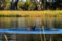 En el Delta del Okavango habitan gran cantidad de hipopótamos, visibles durante  el safari acuático en el campamento Eagle Island Camp de Orient Express, en las afueras de la Reserva de Animales de Moremi, en Botswana. El hipopótamo común (Hippopotamus amphibius) es un gran mamífero artiodáctilo fundamentalmente herbívoro que habita en el África subsahariana. Es, junto al hipopótamo pigmeo (Choeropsis liberiensis), uno de los dos únicos miembros actuales de la familia Hippopotamidae. Es un animal semiacuático que habita en ríos y lagos, y donde machos adultos territoriales con grupos de 5 a 30 hembras y jóvenes controlan una zona del río. Durante el día reposan en el agua o en el fango, y tanto la cópula como el parto de este animal suceden en el agua. Al anochecer se vuelven más activos y salen a comer hierbas terrestres. Aunque los hipopótamos descansan juntos en el agua, el pasto es una actividad solitaria, y no son territoriales en tierra. A pesar de su parecido físico con los cerdos y otros ungulados terrestres, sus parientes vivos más cercanos son los cetáceos (ballenas, marsopas, etc.) de los que divergieron hace aproximadamente 55 millones de años. El ancestro común de ballenas e hipopótamos se separó de otros ungulados hace aproximadamente 60 millones de años. Los fósiles de hipopótamo más tempranos que se conocen pertenecen al género Kenyapotamus, encontrados en África y datados como de hace aproximadamente 16 millones de años. El hipopótamo es fácilmente reconocible por su torso en forma de barril, enorme boca y dientes, cuerpo con la piel lisa y casi sin pelo, patas rechonchas y su gran tamaño. Es el tercer animal terrestre por su peso (entre 1½ y 3 toneladas), detrás del rinoceronte blanco (1½ a 3½ toneladas) y los dos géneros de elefantes (3 a 9 toneladas). 