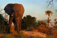 Durant el safari aquàtic al campament Eagle Island Camp d'Orient Express, als afores de la Reserva d'Animals de Moremi, a Botswana, no només ens trobarem amb aus i hipopòtams, que també n'hi ha, sinó que també abunden els elefants. Matar un elefant: 37.000 euros. Botswana és considerat un paradís pels aficionats a la caça major i són diverses les companyies que ofereixen safaris de luxe. Botswana, el país del sud d'Àfrica on el rei s'ha fracturat el maluc aquesta setmana, és considerat un paradís pels aficionats a la caça major i són diverses les companyies que ofereixen safaris de luxe amb llicència per caçar un elefant per uns 37.000 euros . Sota control del Govern, hi ha tota una indústria del turisme dirigida exclusivament als aficionats a la caça, a qui s'ofereix l'oportunitat de caçar elefants, lleopards, girafes i tota mena d'animals salvatges durant una estada en campaments de luxe situats en parcs nacionals . Una estada d'uns 12 dies en un d'aquests campaments amb llicència per abatre un elefant, l'exemplar més car, surt per uns 37.000 euros, mentre que anar a la caça d'un lleopard o un lleó surt per uns 36.000 euros i la del búfal baixa a 23.000 euros, segons els preus consultats per Europa Press en diverses d'aquestes companyies. És el Govern d'aquest país el que concedeix un nombre limitat de llicències a l'any per espècie perquè la caça d'animals salvatges es dugui a terme de forma controlada. Quan l'Executiu detecta que el nombre d'exemplars d'una determinada espècie ha baixat massa prohibeix la caça.