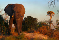 Durante el safari acuático en el campamento Eagle Island Camp de Orient Express, en las afueras de la Reserva de Animales de Moremi, en Botswana, no solo nos encontraremos con aves e hipopótamos, que también los hay, sino que también abundan los elefantes.  Matar un elefante: 37.000 euros. Botsuana es considerado un paraíso por los aficionados a la caza mayor y son varias las compañías que ofrecen safaris de lujo. Botsuana, el país del sur de Africa donde el rey se ha fracturado la cadera esta semana, es considerado un paraíso por los aficionados a la caza mayor y son varias las compañías que ofrecen safaris de lujo con licencia para cazar un elefante por unos 37.000 euros. Bajo control del Gobierno, existe toda una industria del turismo dirigida exclusivamente a los aficionados a la caza, a quienes se ofrece la oportunidad de cazar elefantes, leopardos, jirafas y todo tipo de animales salvajes durante una estancia en campamentos de lujo situados en parques nacionales. Una estancia de unos 12 días en uno de estos campamentos con licencia para abatir un elefante, el ejemplar más caro, sale por unos 37.000 euros, mientras que ir a la caza de un leopardo o un león sale por unos 36.000 euros y la del búfalo baja a 23.000 euros, según los precios consultados por Europa Press en varias de estas compañías. Es el Gobierno de este país el que concede un número limitado de licencias al año por especie para que la caza de animales salvajes se lleve a cabo de forma controlada. Cuando el Ejecutivo detecta que el número de ejemplares de una determinada especie ha bajado demasiado prohíbe la caza. 