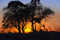 Boniques i plàstiques postes de sol des de l'embarcador del campament Eagle Island Camp d'Orient Express, als afores de la Reserva d'Animals de Moremi, a Botswana. DELTA DE L'OKAVANGO MAUN. Maun és la capital del delta de l'Okavango, un complex i ampli sistema lacustre format per les aigües del riu Okavango, que forma un delta interior al nord de Botswana de gairebé vint mil quilòmetres quadrats. La ciutat es troba al sud-est d'aquest delta, fora de la zona inundable ia les portes del desert de Kalahari. Maun, considerada la porta sud de l'Okavango, és la cinquena població de Botswana. Té 30.000 habitants i va ser fundada el 1915 com a capital tribal de l'ètnia botawana, una sub-tribu dels tswana o Tawana que pasturaven en els límits del delta. Actualment és el centre administratiu i la capital del districte de Ngamiland, però la seva activitat més important és l'organització i el subministrament dels nombrosos safaris i estades que s'organitzen al delta de l'Okavango. La ciutat és una barreja de capital moderna i barraques indígenes. En els seus inicis va tenir reputació de ciutat fronterera en què es reunien els ramats dels voltants i s'organitzaven caceres, però des dels anys noranta del segle passat el turisme ha afavorit un ràpid creixement de la ciutat en les riberes del riu Thamallakane. Maun posseeix nombroses botigues, hotels i lodges, i en ella és possible llogar vehicles especials per viatjar al delta o una avioneta des de la qual desplaçar-se a algun dels aeròdroms que sovintegen als pantans. Tanmateix, el caràcter de la ciutat, a ella acudeixen encara els habitants de la regió amb els seus ramats per comerciar