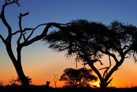 The last rays of sun backlighting leave us a beautiful sunset near Camp Savute Elephant Camp by Orient Express in Botswna, in the Chobe National Park. BOTSWANA ECONOMY: Since independence, Botswana has experienced the fastest growth of income per capita in the world. Economic growth has been about 9% per year from 1966 to 1999. The government has maintained a responsible fiscal policy, despite fiscal deficits in 2002 and 2003 and negligible foreign debt. It has maintained the highest ratio in Africa sovereign credit and accumulated foreign reserves. This improvement in the economy has been built from a judicious use of the proceeds from the diamond mines, prudent fiscal policies and a cautious foreign policy. Debswana, the only diamond mining company operating in Botswana, 50% owned by the government and generates about half of all government revenues. Government spending was cut by 10% in 2002-2003 in order to cope with rising health care costs and the budget deficit. The AIDS virus has greatly affected citizens and the country's economy. One in three people is infected with the virus. The government recognizes that the epidemic affects the country's economy and therefore planning programs to combat the epidemic, including free anti-retroviral treatment and a national program for prevention of HIV transmission from mother to child. Some maintained Botswana deficits can be explained by a relatively high military spending (spent 4% of GDP in 2004). Many analysts believe this figure unnecessary considering that Botswana is not in a conflict zone (although the government makes use of its troops in multilateral operations and support).