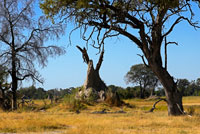 During the walking safari made camp near the Eagle Island Camp of Orient Express, on the outskirts of the Moremi Game Reserve in Botswana, is easy to find landscapes full of termite mounds. A termite nest is the termite colony, where care for the queen, the larvae hatch, the breed and become soldiers, workers or future queens. Commonly are 40 meters from the ground, having an underground chamber, which is the main chamber of the mound. The top is a ventilation device, which also makes the termite shade to cool. Termite mounds are large cities with real camera, crop area, aeration, cooling, materials supply area, personnel (defense, construction, agriculture, birth and child care, etc.). There are different types of termite termite species by the question, but here I will try just two types. In the first of them are flattened termite mud up to three meters high. The broad faces are oriented east-west, while they do the narrow north-south. This provision is not capricious and responds to thermal, non-magnetic. Termites are sensitive to heat and an excess of it will kill them, thereby receive the first rays of dawn sun heating the mound for the east side, while the western side remains cool. When the sun is at its zenith, the heat is up but it would not affect termites, since the rays strike the upper narrow. The other type of termite is a tower-like structure that can reach eight feet high. The cooling system used would be the envy of any engineer, because while they get to keep the temperature constant ventilation air made stale (diffuse carbon dioxide and oxygen inside outside).