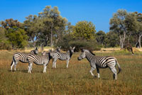 Un ramat de zebres ronda prop del campament Eagle Island Camp d'Orient Express, als afores de la Reserva d'Animals de Moremi, a Botswana. PARC NACIONAL D'CHOBE. Una de les reserves d'animals més famoses del món, el parc nacional de Chobe, és llar de grans poblacions d'animals i més de 450 espècies d'aus. Conegut per les seves grans bandades d'elefants i per la bella regió de Savuti, on es poden veure una gran quantitat de depredadors. Una de les seves majors atraccions és la migració anual de zebres. És el segon parc nacional més gran de Botswana i cobreix 10.566 km ². Chobe té una de les concentracions més grans de fauna del continent africà, així com quatre ecosistemes diferents: Serondela amb les seves verdes planes i densos boscos a l'extrem nord-est del riu; l'àrea del pantà de Savuti a l'oest, els pantans de Linyanti a al nord-oest, i la àrea seca i calorosa situada entre els tres anteriors. Els habitants originals de l'àrea eren la gent San o boiximans, els caçadors i recol · lectors nòmades que es movien constantment a la recerca d'aigua, aliment i animals salvatges. Altres grups, com els Basubiya i Batawana es van unir als San. El 1931 va sorgir la idea de crear un parc nacional per protegir la fauna contra la seva extinció, però oficialment no va ser creada la reserva fins a 1960. Set anys més tard, la reserva va ser declarada parc nacional i els límits s'han ampliat considerablement des d'aquest moment. El parc nacional de Chobe té una important població d'elefants, que ha estat augmentant constantment durant el segle XX i s'estima actualment en uns 120.000. L'elefant de Chobe és migratori, realitzant migracions de fins a 200 km des dels rius Chobe i Linyanti, on es concentren en l'estació seca, fins a les depressions del sud-est del parc, on es dispersen en la temporada de pluges. A més dels elefants, es pot veure molta altra fauna, especialment en els mesos secs de l'hivern.