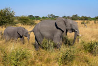 Un elefante adulto junto a su cria cerca del campamento Khwai River Lodge de Orient Express en Botswana, en el interior de la Reserva Salvaje de Caza Moremi. Matar un elefante en Botsuana, a partir de 30.000 euros. Ir de caza mayor a África no es para todos los bolsillos. Y de los países del continente, Botsuana no es, precisamente, de los más baratos. El safari de caza en el que el Rey Juan Carlos I sufrió una factura en la cadera podría haber costado, en función del animal que fuese el objetivo de la cacería, un mínimo de 10.000 euros y a partir de 30.000 si el objetivo era un elefante, uno de los 'cinco grandes'. A partir de dicha cantidad, los precios se pueden multiplicar según las condiciones del safari y el número de animales abatidos. "Botsuana es un país caro por sus condiciones", explica Fernando Martínez, experto en la organización de expediciones de caza a África. "Casi todo son concesiones del Gobierno, que es quien impone los precios. A dichas cantidades cada organizador le suma su margen por cada día de caza", añade. Es decir, en un safari de caza se paga por varios conceptos. En primer lugar, por la organización de la cacería. Este concepto incluye traslados, alojamientos o guías y se inicia una vez en el país de origen. En el caso de la agencia Arena Hunting Services, para la que trabaja Martínez, el precio de un safari de 14 días para la caza de un elefante por este concepto alcanza los 18.100 euros. Si el objetivo fuese cobrar un búfalo el tiempo de safari se reduciría a siete días y el precio 9.050 euros. En segundo lugar, en un safari de caza se paga por los permisos para disparar y por pieza abatida. "Las compañías locales que se dedican a organizar los safaris consiguen los permisos del Gobierno de Botsuana. 