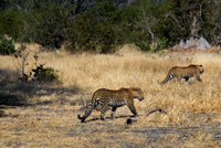 Un parell de lleopards es creuen en el nostre camí mentre realitzem el safari game prop del campament Khwai River Lodge d'Orient Express a Botswana, a l'interior de la Reserva Salvatge de Caça Moremi, Botswana. El lleopard és l'altre gran felí d'Àfrica, alhora que el més estès. A diferència del lleó prefereix zones amb una àmplia cobertura vegetal per viure i caçar. Amb un pes d'entre vuitanta i noranta quilos, el lleopard és un caçador solitari que només durant l'època de cria es pot veure en companyia d'algun congènere de sexe oposat. Dotat d'una excel · lent vista i un finíssim sentit, el lleopard pot caçar des amfibis i rosegadors fins antílops de considerable grandària. Arribada la primavera, les femelles donen a llum un nombre variable de cries que poden ser de dos a sis, encara que en els primers dies de vida pateixen una gran mortaldat que pot reduir la ventrada a menys de la meitat. A partir de les deu setmanes, els cadells ja comencen a capturar petits animals i insectes, més com un joc que com una veritable acció de caça. Quan compleixen un any quan els joves lleopards col · laboren activament en les tasques de caça abans d'emancipar definitivament de la seva mare. El lleopard viu en gairebé tot tipus de paratges en la meitat sud d'Àfrica i Àsia. És un especialista en la captura de primats. Els exemplars melànics són comuns en la seva espècie i especialment a Àsia.