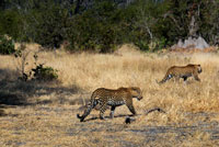 Un par de leopardos se cruzan en nuestro camino mientras realizamos el safari game cerca del campamento Khwai River Lodge de Orient Express en Botswana, en el interior de la Reserva Salvaje de Caza Moremi, Botswana. El leopardo es el otro gran felino de Africa, a la vez que el más extendido. A diferencia del león prefiere zonas con una amplia cobertura vegetal para vivir y cazar. Con un peso de entre ochenta y noventa kilos, el leopardo es un cazador solitario que sólo durante la época de cría se puede ver en compañía de algún congénere de sexo opuesto. Dotado de una excelente vista y un finísimo oído, el leopardo puede cazar desde anfibios y roedores hasta antílopes de considerable tamaño. LLegada la primavera, las hembras dan a luz un número variable de crías que pueden ser de dos a seis, aunque en los primeros días de vida sufren una gran mortandad que puede reducir la camada a menos de la mitad. A partir de las diez semanas, los cachorros ya empiezan a capturar pequeños animales e insectos, más como un juego que como una verdadera acción de caza. Cuando cumplen un año cuando los jóvenes leopardos colaboran activamente en las labores de caza antes de emanciparse definitivamente de su madre. El leopardo vive en casi todo tipo de parajes en la mitad sur de Africa y Asia. Es un especialista en la captura de primates. Los ejemplares melánicos son comunes en su especie y especialmente en Asia.