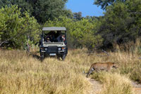 Una lleoparda passa just per davant d'un dels 4x4 que s'empren per fer safaris, prop del campament Khwai River Lodge d'Orient Express a Botswana, a l'interior de la Reserva Salvatge de Caça Moremi, Botswana. El Lleopard, com la majoria de les altres panteres, és un animal que es manté sol. Les mares romanen amb els seus cadells per cert temps i durant el zel les parelles estan juntes per uns dies, la resta del temps fan una vida solitària. REPRODUCCIÓ: La mare escull un lloc amagat, un cau, on tenir els cadells; pot ser una cova, un buit abandonat d'un altre animal, un lloc en un arbre, entre les roques, etc. Normalment en cada part neixen de dues a tres cadells, encara que poden ser d'un a sis. El període de gestació és de 90 a 105 dies. Neixen amb els ulls tancats, obrint de quatre a nou dies de nascuts. El pes en néixer és de 430 grams a 1.0 Quilograms.