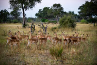 Un ramat de gaseles Thompson en estat d'alerta per l'atac d'algun depredador prop del campament Khwai River Lodge d'Orient Express a Botswana , a l'interior de la Reserva Salvatge de Caça Moremi . Gasela de Thomson Es tracta d'una gasela de cos relativament compacte , un dels més àgils i elegants antílops , formant grans ramats que viuen a prop d'alguna font aigua en prats d'Àfrica septentrional . El seu nom es deu a l'explorador escocès del segle XIX anomenat Joseph Thomson . Es tracta d'una gasela de cos relativament compacte , amb el coll no molt llarg , de pelatge vermellós a les parts superiors i blanc a la regió ventral , l'interior de les potes , la gola , l'interior de les orelles , i en unes línies al voltant dels ulls vorejades de negre . En els costats , una banda negra separa el pelatge vermellós del blanc . Ambdós sexes tenen banyes anellats que es dobleguen primer cap enrere i després cap amunt , arribant als 40 centímetres en els mascles , que els tenen més llargs i gruixuts que les femelles . Posseeixen glàndules preorbitales ben desenvolupades . És un animal molt actiu i àgil , que pot córrer a 80 quilòmetres per hora . La majoria de les gaseles s'alimenta d'una varietat de plantes , la de Thomson menja principalment herba