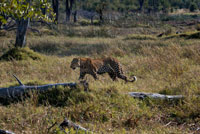 Un leopardo de cacería cerca del campamento Khwai River Lodge de Orient Express en Botswana, en el interior de la Reserva Salvaje de Caza Moremi.   El leopardo es un elegante y fuerte felino emparentado con los leones, los tigres y los jaguares. Vive en el África subsahariana, el norte de África, Asia Central, India y China. Sin embargo, en algunos lugares están amenazados, especialmente en las regiones fuera de África. El leopardo se siente tan cómodo en los árboles que suele llevar a sus presas a las ramas. Así, los mantiene fuera del alcance de carroñeros, como las hienas. También caza desde las ramas de los árboles, donde gracias a su colorido se camufla a la perfección entre las hojas hasta que da el salto mortal sobre su víctima. Estos depredadores nocturnos también atacan antílopes, ciervos y cerdos moviéndose furtivamente entre la alta hierba. Cuando hay asentamientos humanos, también cazan perros y, de vez en cuando, personas. Los leopardos son buenos nadadores y también se sienten muy cómodos en ese medio, donde a veces cazan peces o cangrejos. Las hembras pueden tener cachorros en cualquier época del año. Normalmente son de color grisáceo con motas apenas visibles. La madre esconde a sus cachorros y los transporta de un lugar seguro a otro hasta que son lo suficientemente mayores para jugar y aprender a cazar. Los cachorros viven con su madre durante aproximadamente un año, el resto de su vida se comportan de forma solitaria. La mayoría de los leopardos son de color amarillo con motas oscuras. A los leopardos negros, cuyo pelaje parece de color uniforme porque apenas se distinguen las motas, se les suele llamar panteras negras.