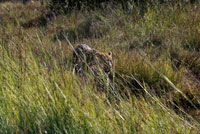 Un leopardo en busca de su presa cerca del campamento Khwai River Lodge de Orient Express en Botswana, en el interior de la Reserva Salvaje de Caza Moremi. INTRODUCCIÓN: El Leopardo (Panthera pardus) es una de las especies familia Felidae. Esta especie se asigna a las panteras, subfamilia Pantherinae, en los félidos. DISTRIBUCIÓN: La distribución del Leopardo es la de mayor extensión entre los félidos. Comprende todo el continente africano al sur del desierto de Sahara y en ciertos lugares al norte del desierto. También se encuentra presente desde Turquía hasta Mongolia, Indochina y la isla de Java. Es una distribución relativamente continua, excepto por algunos lugares donde son poblaciones aisladas las que aun quedan. Durante el Pleistoceno también habitaba en Europa; siendo los de aquella época, en ciertos lugares, animales más grandes que los del presente. ELEVACIÓN: A Panthera pardus se le documenta desde el nivel del mar hasta elevaciones más altas de los 5,000 metros.  