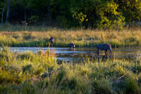 Algunos warthog cruzando un rio cerca del campamento Khwai River Lodge de Orient Express en Botswana, en el interior de la Reserva Salvaje de Caza Moremi.    El Warthog o Warthog común es un salvaje miembro de la familia de cerdos que vive en pastizales, sabanas y bosques en el África Sub-Sahariana. En el pasado se trata comúnmente como una subespecie de P. aethiopicus, pero hoy ese nombre científico se restringe al Warthog Desierto del norte de Kenia, Somalia y el este de Etiopía.  El nombre común viene de las cuatro protuberancias grandes, como verrugas que se encuentran en la cabeza del jabalí, que sirven como una reserva de grasa y que se utilizan para la defensa cuando los varones luchan. Gente de habla afrikáans llaman el animal "vlakvark", que significa "cerdo de la llanura". Subespecie. Nolan Warthog - Burkina Faso, Costa de Marfil, República Democrática del Congo, Etiopía, Ghana, Guinea-Bissau, Chad, Mauritania, Nigeria, Senegal, Sudán. Cretzschmar Warthog Eritrea, 1828 - Eritrea, Etiopia, Djibouti, Somalia. Centroafricana Warthog Lnnberg, 1908 - Kenia, Tanzania. Sur Warthog Lnnberg, 1908 - Botswana, Namibia, Sudáfrica, Zimbabwe Descripción. El Warthog es de tamaño medio, como especie suid salvajes. La cabeza y los rangos de longitud de cuerpo de tamaño 0,9 a 1,5 m de longitud y altura de los hombros es de 63,5 a 85 cm. Las mujeres, en 45 a 75 kg, suelen ser un poco más pequeño y más ligero que los hombres, de 60 a 150 kg. Un warthog es identificable por los dos pares de colmillos que sobresalen de la boca y la curva hacia arriba. El par inferior, que es mucho más corto que el par superior, se convierte en gran nitidez por el roce contra el par superior cada vez que la boca se abre y cierra. Los dientes caninos superiores pueden llegar a 25,5 cm de largo y son de forma circular aplastada en la sección transversal, casi rectangular, que es cerca de 4.5 cm de profundidad y 2,5 cm de ancho. Un colmillo tendrá una curva de 90 grados o más desde la raíz, y no se acueste sobre una mesa, ya que las curvas un poco hacia atrás a medida que crece. Los colmillos son utilizados para la excavación, para el combate con otros cerdos, y en la defensa contra los depredadores - el conjunto inferior pueden infligir heridas graves.  Marfil Warthog se toma de los dientes caninos en constante crecimiento. Los colmillos, más a menudo el conjunto superior, se trabajó mucho en la forma de colmillos de elefante con todos los diseños en tamaño reducido. Los colmillos están talladas sobre todo para la industria del turismo en el este y sur de África. El jefe del jabalí es grande, con una melena que baja de la columna vertebral a la mitad de la espalda. Escaso cabello cubre el cuerpo. El color es generalmente negro o marrón. Las colas son largas y terminan con un mechón de pelo. Jabalíes comunes no tienen grasa subcutánea y el escudo es escasa, que los hace susceptibles a las temperaturas ambientales extremas. 