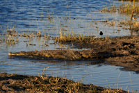 Un cocodril es submergeix en l'aigua prop del campament Khwai River Lodge d'Orient Express a Botswana, a l'interior de la Reserva Salvatge de Caça Moremi. El cocodril del Nil (Crocodylus niloticus) és una espècie de saurópsido crocodilio de la família Crocodylidae. És una de les tres espècies de cocodrils que habiten a Àfrica, i la segona en grandària al món, [cita requerida] doncs pot arribar als 6 m de llarg i pesar fins a 730 kg, encara que les seves talles mitjanes són de 5 metres i de 225 kg. Ha estat al mateix temps odiat i reverenciat per l'home, especialment en l'Antic Egipte, on els cocodrils eren momificats i se'ls rendia culte. Els antics egipcis rendien culte a Sobek, un déu-cocodril associat amb la fertilitat, la protecció, i el poder del faraó. La relació dels egipcis amb Sobek era ambivalent: en ocasions van donar caça als cocodrils, i van injuriar al déu, i altres vegades ho van veure com el protector del faraó i origen del seu poder. Sobek era representat com un cocodril, o com a home amb cap de cocodril, amb la corona Atef. El principal lloc de culte estava en una ciutat de l'Imperi Mitjà, Shedet, en l'oasi del-Fayum, en àrab al-Fayyum, lloc que era conegut pels grecs amb el nom de "Cocodrilópolis", o la ptolemaica Arsínoe. Un altre temple d'importància dedicat a Sobek es troba en Kom Ombo.