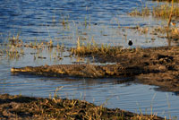 Un cocodrilo se sumerge en el agua cerca del campamento Khwai River Lodge de Orient Express en Botswana, en el interior de la Reserva Salvaje de Caza Moremi.  El cocodrilo del Nilo (Crocodylus niloticus) es una especie de saurópsido crocodilio de la familia Crocodylidae. Es una de las tres especies de cocodrilos que habitan en África, y la segunda en tamaño en el mundo,[cita requerida] pues puede alcanzar los 6 m de largo y pesar hasta 730 kg; aunque sus tallas medias son de 5 metros y de 225 kg. Ha sido al mismo tiempo odiado y reverenciado por el hombre, especialmente en el Antiguo Egipto, donde los cocodrilos eran momificados y se les rendía culto. Los antiguos egipcios rendían culto a Sobek, un dios-cocodrilo asociado con la fertilidad, la protección, y el poder del faraón. La relación de los egipcios con Sobek era ambivalente: en ocasiones dieron caza a los cocodrilos, e injuriaron al dios, y otras veces lo vieron como el protector del faraón y origen de su poder. Sobek era representado como un cocodrilo, o como hombre con cabeza de cocodrilo, con la corona Atef. El principal lugar de culto estaba en una ciudad del Imperio Medio, Shedet, en el oasis de El-Fayum, en árabe al-Fayyum, lugar que era conocido por los griegos con el nombre de "Cocodrilópolis", o la ptolemaica Arsínoe. Otro templo de importancia dedicado a Sobek se encuentra en Kom Ombo. 