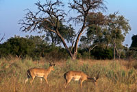 Dues gaseles de Grant pasturen i s'alimenten prop del campament Khwai River Lodge d'Orient Express a Botswana, a l'interior de la Reserva Salvatge de Caça Moremi. La gasela de Grant (Nanger granti) és una espècie de mamífer artiodàctil de la família Bovidae oriünda d'Àfrica Oriental. D'aspecte semblant a la gasela de Thomson, és però, de major grandària, sent una de les més grans del gènere. De color lleonat, amb màscara facial i ventre clar, els seus banya és bastant gran, anellada i de color negre, encara que varia de forma segons la varietat, i està present en ambdós gèneres. La banda negra que creua el ventre en la Gasela de Thomson és pràcticament absent en la Gasela de Grant. Els seus hàbits són més desèrtics que els d'altres espècies de gasela, encara que no es troba en els mateixos paràmetres que la gasela dama (antílop Mhor) o la Gasela de Sömering. Per tant el seu organisme és més resistent a la calor i la falta d'aigua.