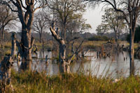 Paisatge inundat en l'època de llvuas al Delta de l'Okavango prop del campament Khwai River Lodge d'Orient Express a Botswana, a l'interior de la Reserva Salvatge de Caça Moremi. Botswana. Tot i no ser ni un parc nacional ni una reserva, al Delta de l'Okavango és Bostwana del que pogués significar l'Kruger per Sud-àfrica o al Serengeti per Tanzània. Cap safari a Bostwana estaria complet sense haver visitat aquesta meravella de la naturalesa. Per la importància que aquesta delta té en tot l'ecosistema del país, té un forat especial. El Delta de l'Okavango cobreix una extensió d'uns 15000 km2 a través d'un laberint de llacunes, canals i illes abans de desaparèixer al sud en les sorres del gran desert del Kalahari, de fet, el delta és conegut com "la joia del Kalahari "al constituir un veritable oasi natural enmig de l'aridesa del territori. Cada tardor, les pluges abundants de les terres altes d'Angola donen vida a aquest ressec paisatge localitzat a més de 1000 km de distància. Aquesta aigua procedent de les pluges descendeix pels turons fins al riu Okavango, que a través dels seus 1430 km de longitud flueix travessant la regió Namíbia de Caprivi abans d'entrar en Bostwana per l'est de Shakawe. És llavors quan més de 18500000000 de metres cúbics d'aigua es dispersen pels plans del paisatge fins arribar al desert. A mesura que les aigües van omplint les polsoses conques el paisatge va cobrant vida transformant-se en un bell mosaic d'exuberants prats, aiguamolls, boscos de miombo, boscos de mopane, illes negades i llacunes obertes dominades per papirs, palmeres i canals serpentejants coberts per milions de nenúfars.