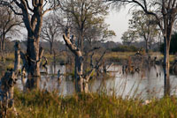 Paisaje inundado en la época de llvuas en el Delta del Okavango cerca del campamento Khwai River Lodge de Orient Express en Botswana, en el interior de la Reserva Salvaje de Caza Moremi. Botswana. A pesar de no ser ni un parque nacional ni una reserva, el Delta del Okavango es a Bostwana lo que pudiera significar el Kruger para Sudáfrica o el Serengeti para Tanzania. Ningún safari en Bostwana estaría completo sin haber visitado esta maravilla de la naturaleza. Por la importancia que esta delta tiene en todo el ecosistema del país, tiene un hueco especial. El Delta del Okavango cubre una extensión de unos 15000 kms2 a través de un laberinto de lagunas, canales e islas antes de desaparecer en el sur en las arenas del gran desierto del Kalahari; de hecho, el delta es conocido como “la joya del Kalahari” al constituir un verdadero oasis natural en medio de la aridez del territorio. Cada otoño, las lluvias abundantes de las tierras altas de Angola dan vida a este reseco paisaje localizado a más de 1000 kms de distancia. Este agua procedente de las lluvias desciende por las colinas hasta el río Okavango, que a través de sus 1430 kms de longitud fluye atravesando la región Namibia de Caprivi antes de entrar en Bostwana por el este de Shakawe. Es entonces cuando más de 18500 millones de metros cúbicos de agua se dispersan por los llanos del paisaje hasta llegar al desierto. A medida que las aguas van llenando las polvorientas cuencas el paisaje va cobrando vida transformándose en un hermoso mosaico de exuberantes praderas, marismas, bosques de miombo, bosques de mopane, islas anegadas y lagunas abiertas dominadas por papiros, palmeras y canales serpenteantes cubiertos por millones de nenúfares. 