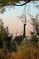 Un elefant estira la seva trompa per menjar-se les branques d'un arbre prop del campament Khwai River Lodge d'Orient Express a Botswana, a l'interior de la Reserva Salvatge de Caça Moremi. Botswana diu que protegirà els elefants. El ministre de Medi Ambient de Botswana anuncia que la caça comercial d'elefants i altres animals salvatges quedarà prohibida a partir del 2014 per evitar que continuï disminuint la població d'aquestes espècies. Avui, vuit mesos després de la inoportuna trencament de maluc i l'escàndol protagonitzat pel rei d'Espanya mentre caçava elefants a Botswana, el ministre de Medi Ambient d'aquest país va declarar a la BBC que "la caça d'animals salvatges per esport o per obtenir trofeus ja no és compatible amb el nostre compromís per preservar la fauna local ". Com recollir en el seu moment Salva la Selva, el Professor Rudi van Aarde, prominent expert en elefants i ecologista, analitza en el seu estudi "Elefants: Fets i faules" que actualment Àfrica té tan sols la meitat dels elefants amb què comptava fa 40 anys. Entre 1970 i 1989 la caça furtiva va reduir el nombre d'elefants a uns 500.000. Concretament a Botswana, hi ha avui dia uns 130.000 elefants. Aquesta xifra suposa un terç menys dels elefants que hi havia a la mateixa Botswana al començament del segle XX. Per la seva banda, el Sr Rann, que va coordinar el safari en què va participar el Rei, defensava la idea que caçant elefants en realitat se'ls fa un bé. Molts mitjans de comunicació de masses van recollir aquesta idea i la van exposar com a argument de les suposades bondats de la cacera d'animals salvatges. "Hi ha massa elefants" repetien uns i altres. El ministre de Botswana desdiu ara amb la seva decisió totes aquestes afirmacions poc rigoroses i que intentaven justificar la fins fa poc intocable figura del rei espanyol. El monarca va admetre públicament que ho sentia molt, que s'havia equivocat i que no es tornaria a repetir. Salva la Selva sosté que la conservació de les espècies és una decisió molt més productiva i encertada que la diversió dels multimilionaris, que poden arribar a pagar fins a $ 30.000 per matar cada elefant. Celebrem la decisió de Botswana de prohibir la caça d'elefants, i recomanar la immediata entrada en vigor de la mesura, que no obstant això queda postergada fins a principis de 2014.