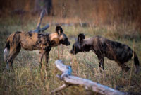 Des perros salvajes africanos o licaones (wild dog) cerca del campamento Khwai River Lodge de Orient Express en Botswana, en el interior de la Reserva Salvaje de Caza Moremi. Botswana. El licaón (Lycaon pictus) es un mamífero carnívoro de la familia Canidae y por consiguiente relacionado con el perro doméstico. También es conocido vulgarmente como perro salvaje africano, lobo pintado, perro hiena y perro cazador de El Cabo.reada en 1960 para proteger la parte más rica en fauna del delta. Pertenece a un género monoespecífico, Lycaon. Es endémico del continente africano, encontrándose en ambientes sabanoides. El nombre científico o latino significa lobo pintado, haciendo referencia a su pelaje tricolor de manchas negras, blancas y óxido distribuidas irregularmente, salvo la parte delantera de la cara y la garganta, que siempre son negras y de la última mitad de su cola, que siempre es blanca. Resulta característico de la especie que no haya dos individuos con el mismo patrón de manchas. Es la única especie de cánido que posee cuatro dedos en los pies anteriores y posteriores. Puede llegar a medir hasta 75 centímetros de altura en la cruz y superar los 30 kilos de peso. Los machos son más corpulentos que las hembras. Tiene grandes orejas redondeadas y enhiestas. Posee fuertes mandíbulas, y su fórmula dental es la siguiente: 3/3, 1/1, 4/4, 2/3= 42. Los licaones cazan en manadas. Es el mejor cazador del mundo con un porcentaje de éxito de entre un 70 y un 89% según diversas fuentes: de 10 cacerías hasta nueve se saldan exitosamente. Su presa preferida es el impala, así como otros ungulados similares de tamaño medio. Son conocidos por su resistencia y por ser astutos cazadores. Se les ha observado cazando presas por relevos, o incluso bloqueando una vía de escape potencial de una presa, a la que finalmente vencen por agotamiento. Emiten sonidos característicamente chillones o chirriantes, parecidos a los de un pájaro. Aunque no es considerada una especie estrictamente territorial, sí que ocupan enormes áreas de campeo que pueden abarcar de 50 a 200 kilómetros cuadrados. Es frecuente que se solapen las áreas de campeo de diferentes manadas. Son normalmente esquivos 