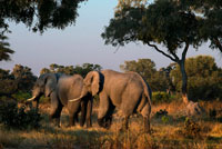 Un ramat d'elefants al vespre prop del campament Khwai River Lodge d'Orient Express a Botswana, a l'interior de la Reserva Salvatge de Caça Moremi. ¿SUPER POBLACIÓ D'ELEFANTS A BOTSWANA? LLICÈNCIA PER MATAR "L'excessiva població d'elefants a Botswana està arrasant el país". S'estima que a principis del Segle XX la població d'elefants a l'Àfrica era d'uns 10 milions, encara que alguns parlen de quinze. L'any 1970 la població d'elefants africans era de 2,5 milions. En menys d'una dècada van ser aniquilats 1 milió. Així el 1979 es calcula que hi havia 1,5 milions. No és fins a 1989 quan la CITES decreta la prohibició del comerç de productes d'elefants perquè s'estima que el nombre de paquiderms ronda els 600.000. En l'actualitat les xifres ballen entre 400.000 i 600.000 exemplars a tot el continent. Això confirma que des de 1989 la matança d'elefants ha continuat malgrat l'augment experimentat en algunes zones. La caça furtiva i els conflictes armats han minvat la població en alguns països, com és el cas de Libèria on s'ha perdut el 95% de la població en les últimes dècades i es calcula que quedaran uns mil. No obstant això en altres països amb més estabilitat política, social i econòmica el nombre d'elefants ha crescut de manera important. Però en línies generals la població al continent africà segueix sent més o menys la mateixa que quan es va decretar la prohibició l'any 1989. Botswana és un d'aquests països que destaca per haver aconseguit doblar la població d'elefants des que es prohibís la caça. Es calcula que abans de 1989 hi havia uns 70.000 i que ara pot haver-hi entre 130.000 i 140.000. I aquesta és l'excusa per autoritzar ara, tot i que l'espècie manté la condició d'vulnerable a tot el continent. El secretari Generalde CITES John Scanlon aquest mateix any, al febrer de 2012, ha indicat sobre la matança de 450 elefants al Camerun, que l'augment de la caça furtiva era greu en els 38 estats on viuen els elefants africans. Nosaltres diem més, ja que si als caçadors furtius i als conflictes bèl · lics li sumem la caça "legal", el futur de l'elefant segueix sent tan incert com l'any 1989. ¿Però que diuen els caçadors després de la desafortunada i vergonyosa foto del nostre monarca, rifle en mà amb un elefant abatut i estampat contra el tronc d'un arbre? Doncs que l'excessiva població d'elefants a Botswana està arrasant el país i, a sobre algun agosarat aficionat a aquesta pràctica,-com menys cruel-, diu fins i tot que "per haver matat un elefant ha salvat vint". (Informatius Telecinco de les tres de la tarda de dilluns 15 abril, 2012).