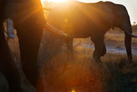 Un màgic capvespre amb els elefants a escassos centímetres del vahiculo 4x4 en què fem el game safari prop del campament Khwai River Lodge d'Orient Express a Botswana, a l'interior de la Reserva Salvatge de Caça Moremi. Botswana no viu de l'agricultura, que el bestiar, encara que és un pilar important, es concentra en el pol oposat a on està la vida silvestre. I que el creixement de la població, al costat del enriquiment del país, requereix més sòl i, pel fet que gran part del territori és desert, hi ha una demanda creixent de zones fèrtils i productives. Això propicia que s'abusi del sòl (experiència que hem viscut al nostre país aquests anys). La valor del sòl està en alça! Calen pretextos i res millor que argumentar que el país està sent devastat per aquests opulents éssers que consumeixen diàriament, per cap, 170 kg. d'herba, escorça d'arbres i arbustos. Quant es mengen en un dia 600.000? Quant consumien fan cent anys quan eren deu milions? ... I la Naturalesa va sobreviure a la presència d'aquests "mastodòntics" éssers. Però es veu que, ja no pot més ... Tranquils! Gràcies a l'acció d'una sèrie de superherois amb escopeta en mà i un bon grapat de dòlars, s'evitarà la tragèdia i salvaran Àfrica d'aquest mal que és l'elefant quan se surt de mare o traspassa la ratlla. I vist el vist nosaltres ens preguntem moltes coses: Qui arrasa a qui?, Qui pren les terres a qui?, Excés d'elefants o excés d'éssers humans?, Molts elefants o moltes vaques? ¿Moltes acàcies o poc blat de moro?, Interès per protegir l'espècie o una afició més per a milionaris?, Interès comú o interessos privats? Hi ha una dada que volem ressaltar: El Parc Nacional de Chobe té 10.698 km2. Això equival a una extensió de 1.070.000 hectàrees. El parc alberga la major concentració d'elefants de tot Àfrica. La Naturalesa del Parc és robusta, forta, viva. I com l'au fènix, neix i mor, però tots els dies. Porta segles fent-ho.