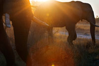 Un mágico atardecer con los elefantes a escasos centímetros del vahiculo 4x4 en el que hacemos el game safari cerca del campamento Khwai River Lodge de Orient Express en Botswana, en el interior de la Reserva Salvaje de Caza Moremi. Botswana no vive de la agricultura, que el ganado, aunque es un pilar importante, se concentra en el polo opuesto a donde está la vida silvestre. Y que el crecimiento de la población, junto al enriquecimiento del país, requiere más suelo y, por el hecho de que gran parte del territorio es desierto, hay una demanda creciente de zonas fértiles y productivas. Esto  propicia que se abuse del suelo (experiencia que hemos vivido en nuestro país estos años atrás). ¡El valor del suelo está en alza! Se necesitan pretextos y nada mejor que argumentar que el país está siendo devastado por estos opulentos seres que consumen diariamente, por cabeza, 170 kg. de hierba, corteza de árboles y arbustos. ¿Cuánto se comen en un día 600.000? ¿Cuánto consumían hacen cien años cuando eran diez millones?... Y la Naturaleza sobrevivió a la  presencia de estos “mastodónticos” seres. Pero por lo visto, ya no puede más… ¡Tranquilos! Gracias a la acción de una serie de  superhéroes con escopeta en mano y un buen puñado de dólares, se evitará la tragedia y salvarán a África de este mal que es el elefante cuando se sale de madre o traspasa la raya. Y visto lo visto nosotros nos preguntamos muchas cosas: ¿Quién arrasa a quién?, ¿quién arrebata las tierras a quién?, ¿exceso de elefantes o exceso de seres humanos?, ¿muchos elefantes o muchas vacas? ¿Muchas acacias o poco maíz?, ¿interés por proteger la especie o una afición más para millonarios?, ¿interés común o intereses privados? Hay un dato que queremos resaltar: El Parque Nacional de Chobe tiene 10.698 km2. Esto equivale a una extensión de 1.070.000 hectáreas. El parque alberga la mayor concentración de elefantes de toda África. La Naturaleza del Parque es robusta, fuerte, viva. Y como el ave fénix, nace y muere, pero todos los días. Lleva siglos haciéndolo. 