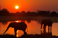 Postal de atardecer con dos elefantes cruzando una zona inunda próxima al campamento Khwai River Lodge de Orient Express en Botswana, en el interior de la Reserva Salvaje de Caza Moremi. Botsuana, el paraíso del cazador de elefantes. África es el destino más codiciado por los cazadores de todo el planeta, y Botsuana, al sur del continente, es uno de los más golosos para los amantes de la caza mayor. «La caza en la zona del Okavango y los paisajes de la zona de los pantanos hacen de este destino uno de los preferidos para los cazadores de safaris», aseguran en la web Círculo de Cazadores. La temporada permitida para la práctica de la caza abarca desde Abril hasta Septiembre, y precisamente Abril es el mes recomendado para cobrar grandes elefantes. Los precios pueden oscilar entre los 6.000 y los 30.000 euros. La caza del elefante en Botsuana se realiza «a la huella». A grandes rasgos, consiste en madrugar e ir recorriendo los puntos por los que pudo haber estado el elefante buscando huellas frescas de machos adultos. Según expertos en la materia, los precios para practicar la caza en Botsuana pueden oscilar entre los 6.000 y los 30.000 euros, en función de las comodidades de las que se pretenda disfrutar en el país africano y de los objetivos que se tenga. Por supuesto, resulta más caro cazar un elefante que una cebra. 