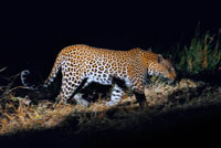 Un lleopard en plena acció fotografiat durant el safari nocturn que Orient Express efectua al campament Khwai River Lodge d'Orient Express a Botswana, a l'interior de la Reserva Salvatge de Caça Moremi, Botswana. El lleopard (Panthera pardus) és un mamífer carnívor de la família dels fèlids Com els altres tres grans felins del gènere Panthera, el lleó, el tigre i el jaguar, estan caracteritzats per una modificació en l'os hioide que els permet rugir. També se l'anomena pantera, quan presenta un pelatge completament fosc (melánico). En l'Antiguitat, el lleopard era considerat un híbrid d'un lleó i una pantera, com queda reflectit en el seu nom, el qual es compon de les paraules gregues d'λ? Ων li? N (lleó) i π? Ρδος marrons (pantera mascle ). Està a més relacionat amb el Sànscrit?????? p? d? ku (serp, tigre, pantera) i probablement es deriva de la llengua mediterrània, així com l'egipci. El lleopard és un dels grans felins més adaptables. Excepte en deserts, habita en tot tipus d'hàbitats sempre que tingui un lloc on amagar-se i existeixin suficients preses per sobreviure, es troba present en tot tipus de boscos i selves, a les sabanes, en els sembrats i en llocs rocosos. En alguns hàbitats, el lleopard desenvolupa formes per evadir a altres depredadors majors o més nombrosos com és el cas del lleó i les hienes a Àfrica i el tigre a Àsia. Realment, l'únic factor que limita al lleopard són les persones.