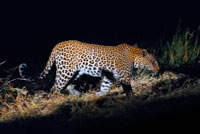 Un leopardo en plena acción fotografiado durante el safari nocturno que Orient Express efectúa en el campamento Khwai River Lodge de Orient Express en Botswana, en el interior de la Reserva Salvaje de Caza Moremi, Botswana. El leopardo (Panthera pardus) es un mamífero carnívoro de la familia de los félidos Como los otros tres grandes felinos del género Panthera, el león, el tigre y el jaguar, están caracterizados por una modificación en el hueso hioides que les permite rugir. También se le llama pantera, cuando presenta un pelaje completamente oscuro (melánico). En la Antigüedad, el leopardo era considerado un híbrido de un león y una pantera, como queda reflejado en su nombre, el cual se compone de las palabras griegas de λ?ων le?n (león) y π?ρδος pardos (pantera macho). Está además relacionado con el Sánscrito ?????? p?d?ku (serpiente, tigre, pantera) y probablemente se deriva de la lengua mediterránea, así como del egipcio. El leopardo es uno de los grandes felinos más adaptables. Excepto en desiertos, habita en todo tipo de hábitats siempre que tenga un lugar donde esconderse y existan suficientes presas para sobrevivir; se encuentra presente en todo tipo de bosques y selvas, en las sabanas, en los sembrados y en lugares rocosos. En algunos hábitats, el leopardo desarrolla formas para evadir a otros depredadores mayores o más numerosos como es el caso del león y las hienas en África y el tigre en Asia. Realmente, el único factor que limita al leopardo son las personas. 